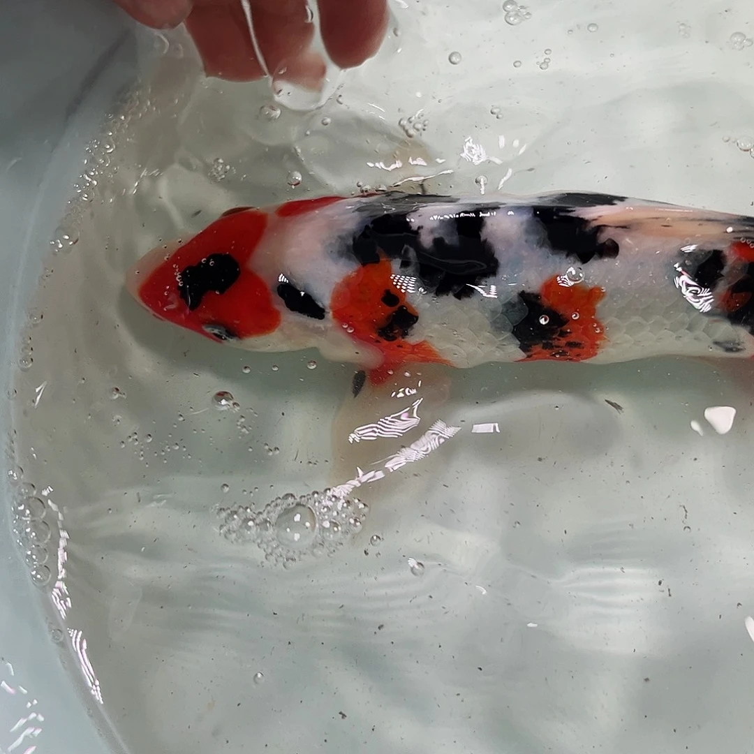 锦鲤冷水锦鲤包邮