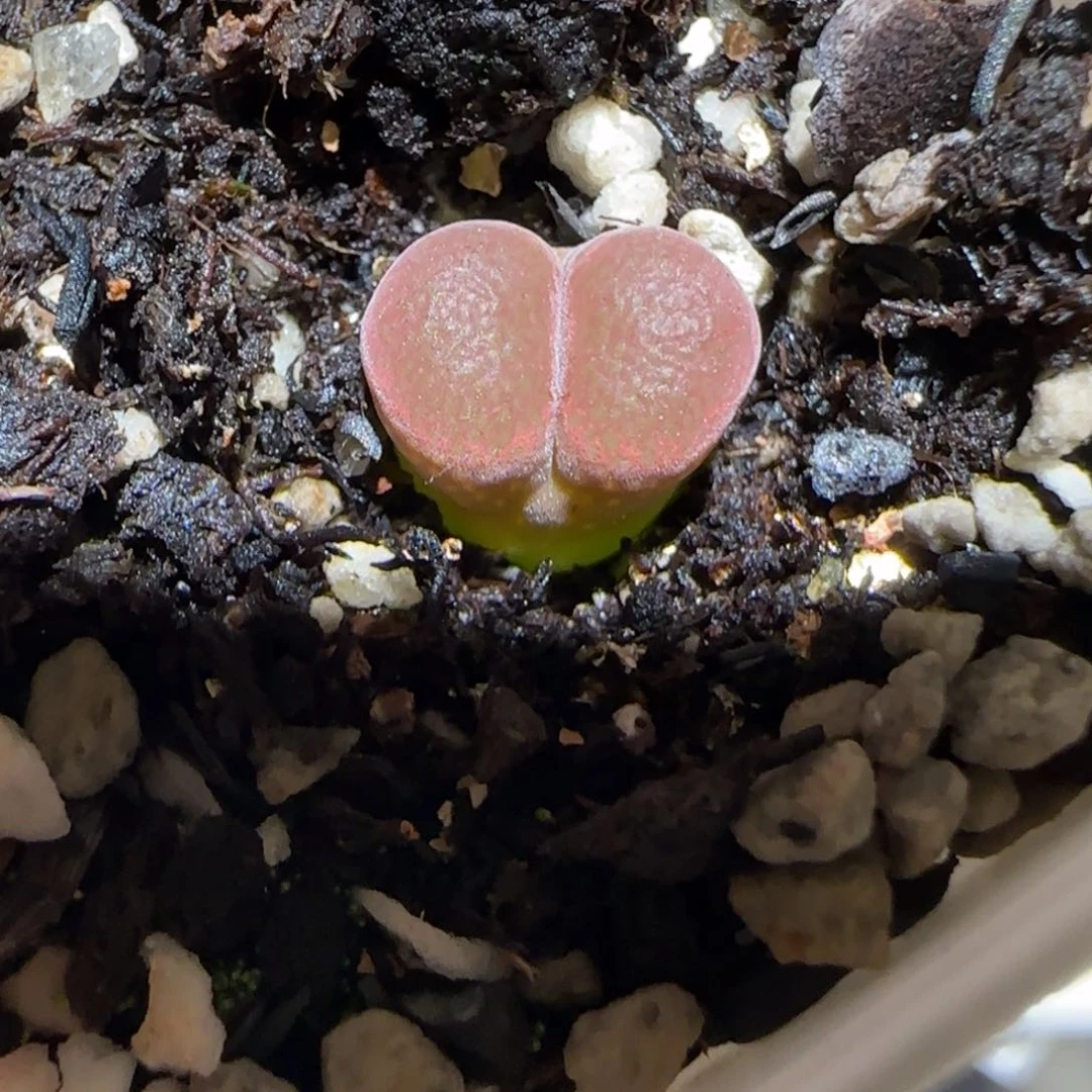 微木园艺多肉-帕法德31