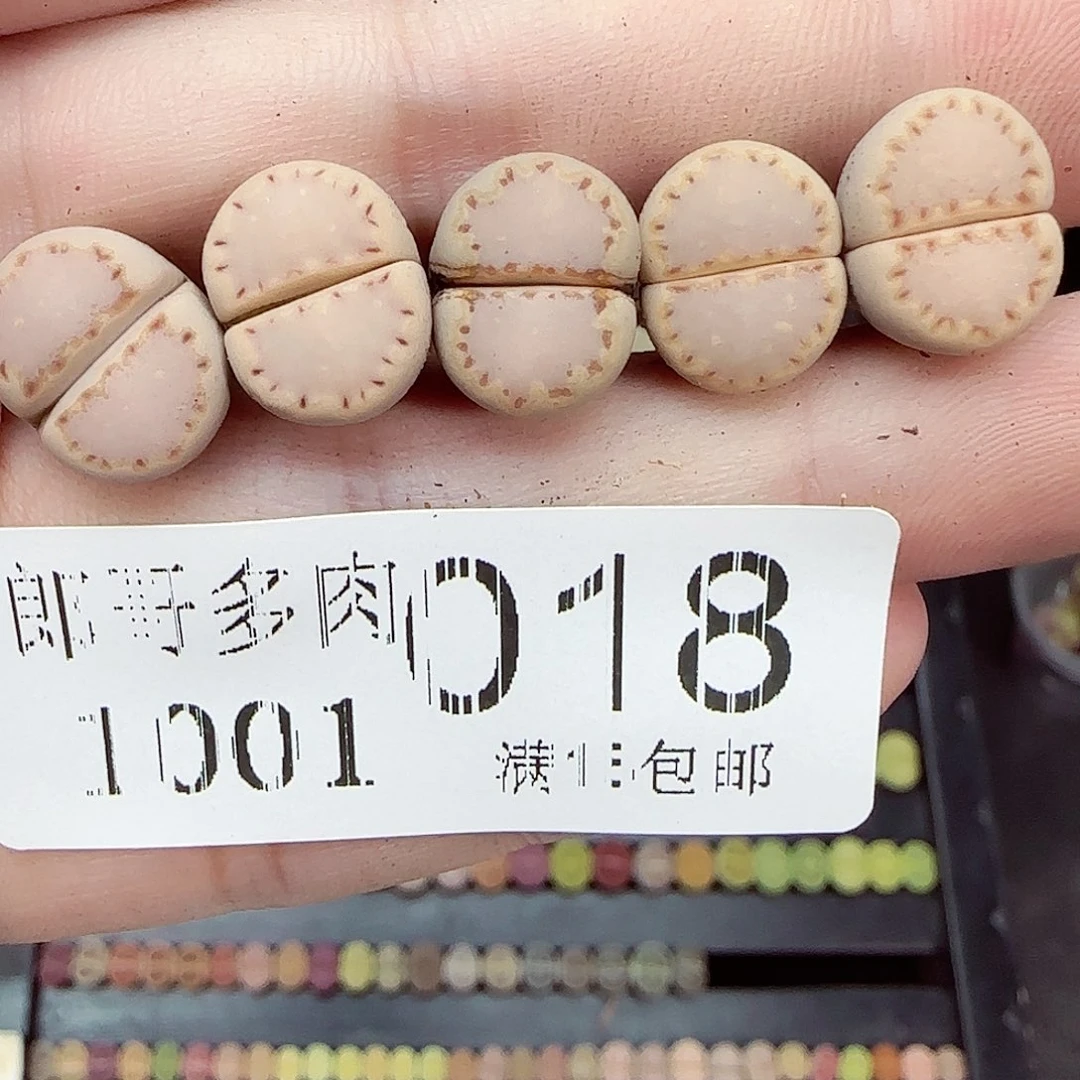 满满18包邮1001-10