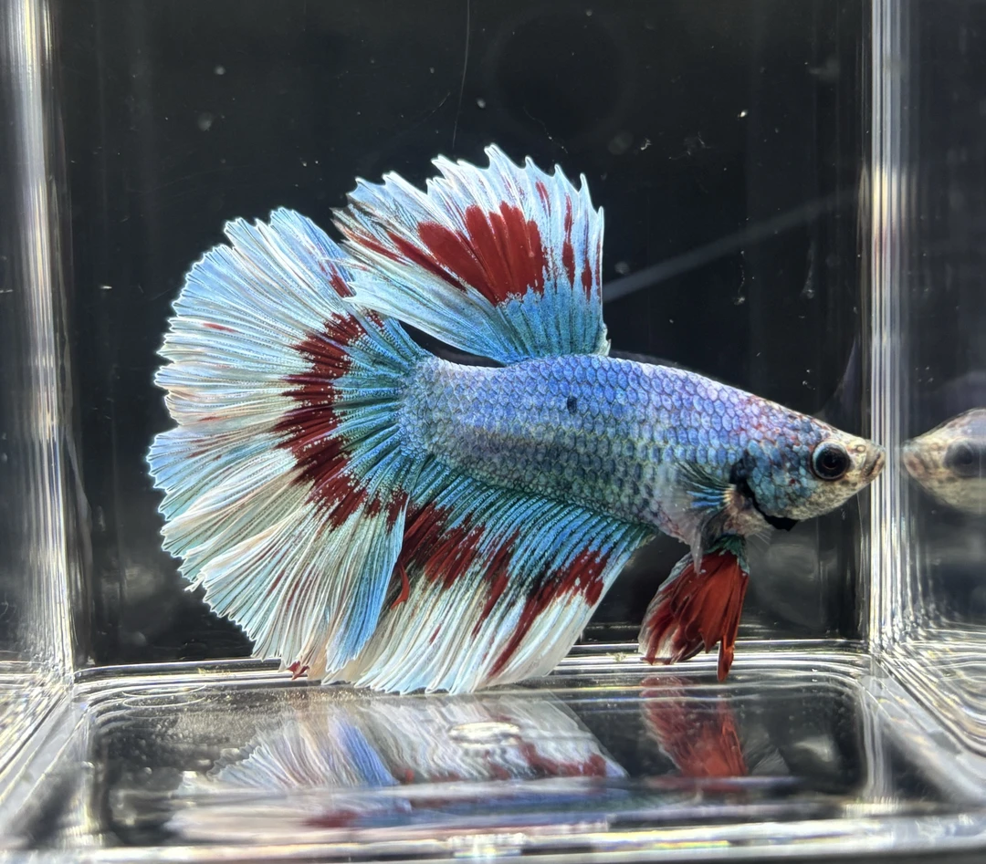 145-216号精品泰国斗鱼【直播间选鱼】小型淡水热带观赏鱼