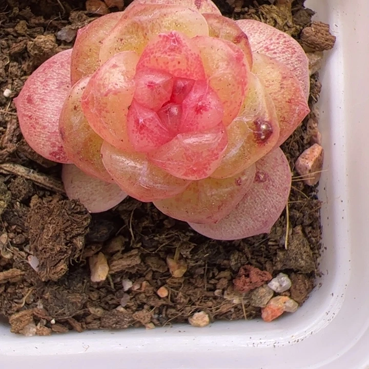 小草莓一物一拍，尺寸不大