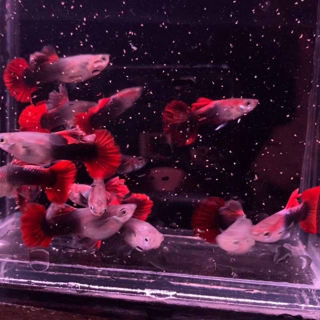 孔雀鱼菊花帆压成