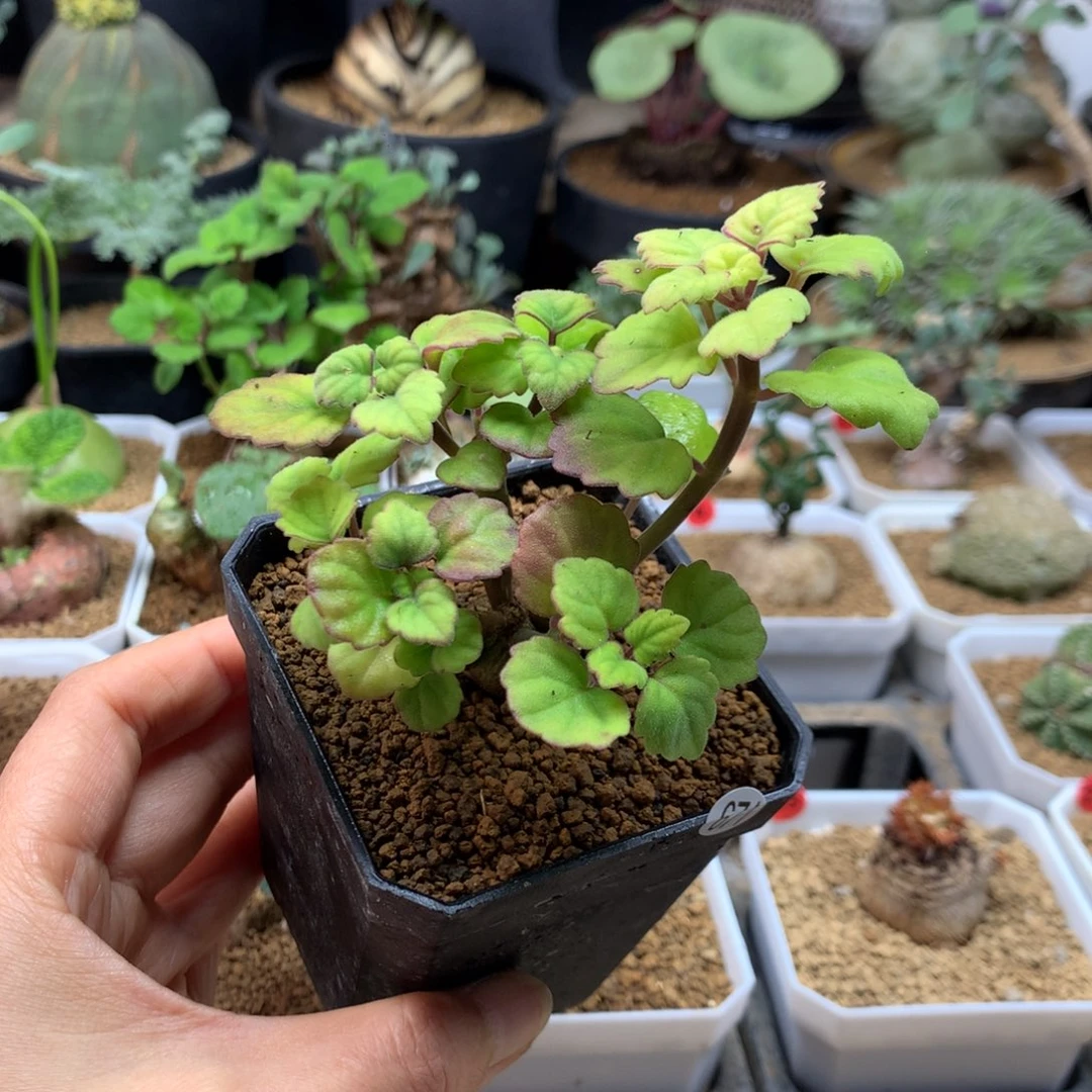 爱氏延命草多肉带盆671