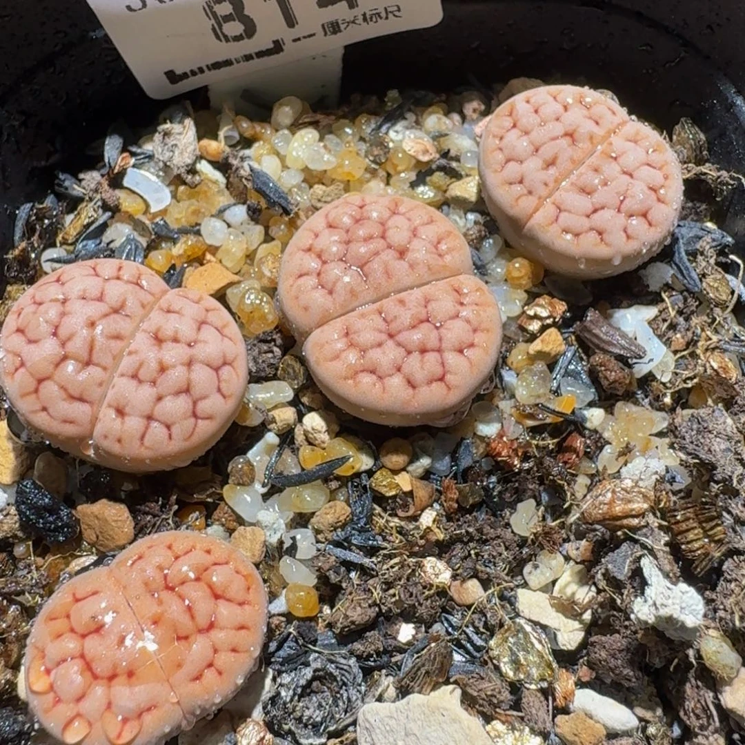 Ssss精品生石花814