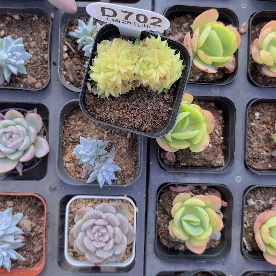 D702麦秆一物一拍