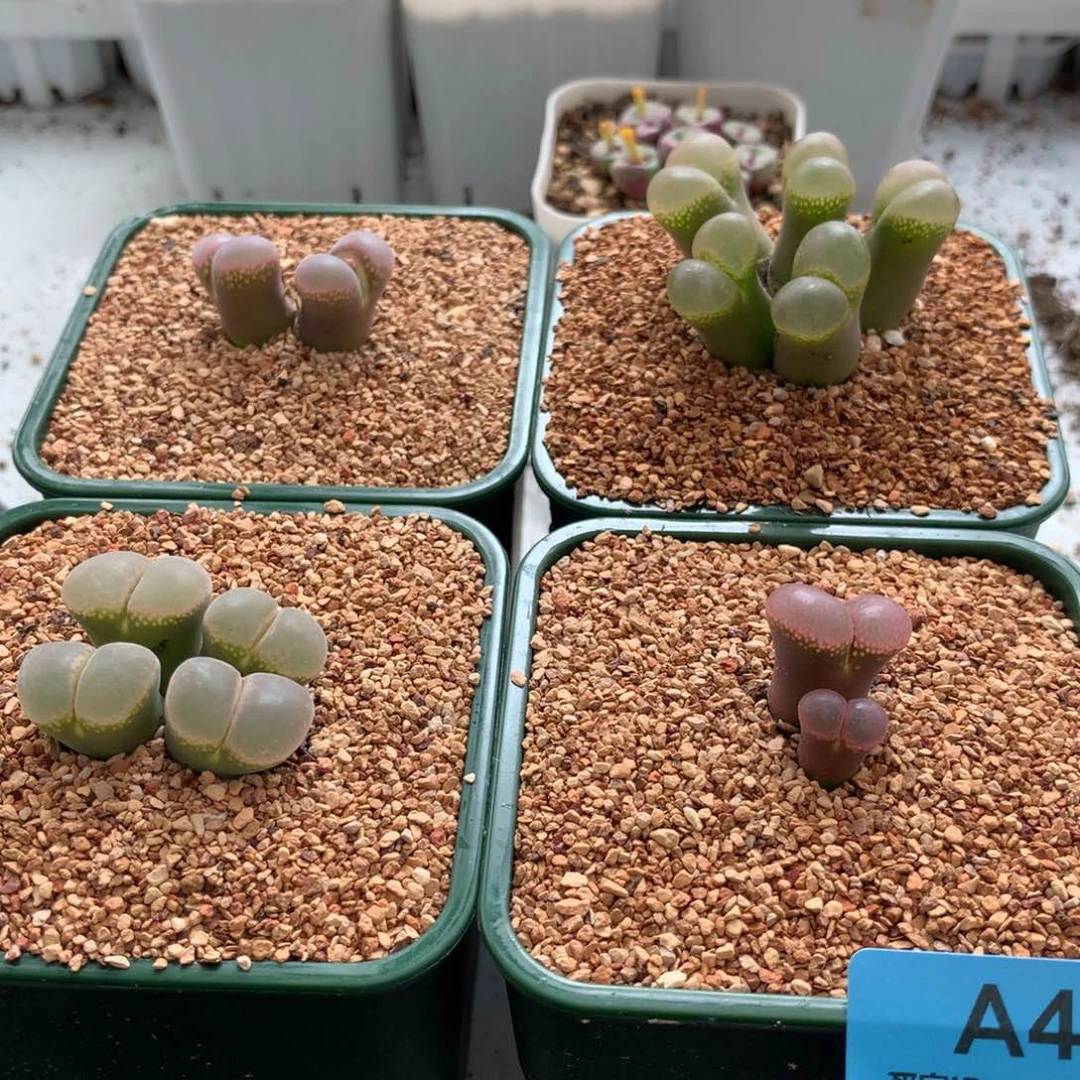 薇*a477风铃母本四颗
