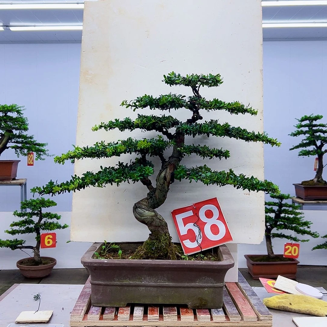 无花朵罗汉松盆景造型树形象设计