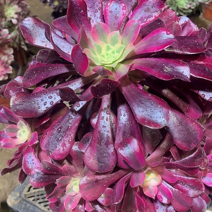 美杜莎一颗脱土16.8