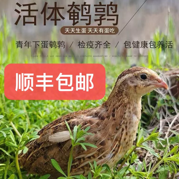 黄羽鹌鹑成年天天产蛋繁殖鹌鹑鸟活物阳台饲养宠物沙维鹌鹑活苗