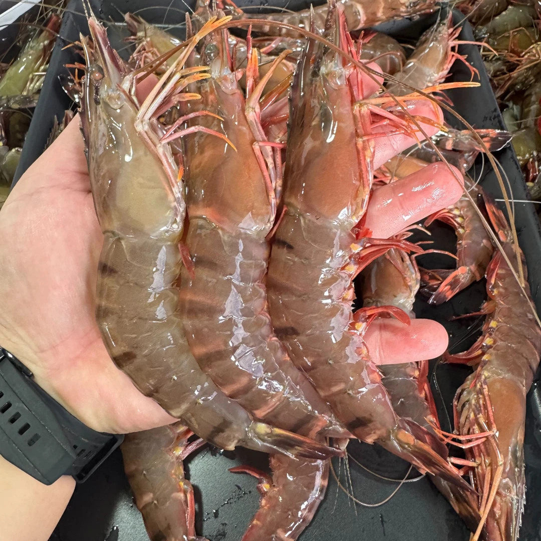 川岛大只花虾  新鲜活冻   10-12头** 3斤