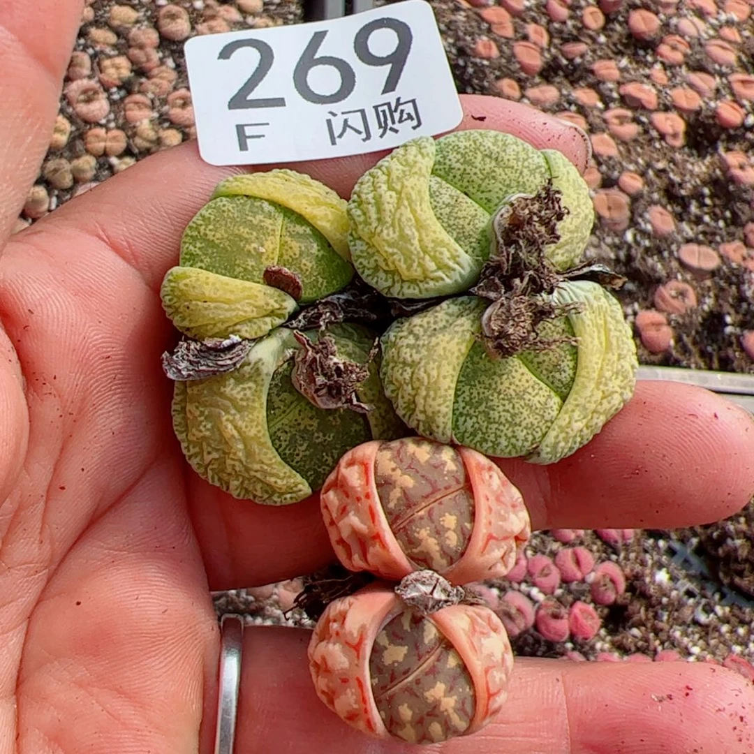 L****园我很喜欢这个F269