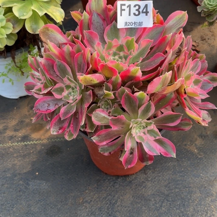 瑞妈，，，，，，134夜罗刹，