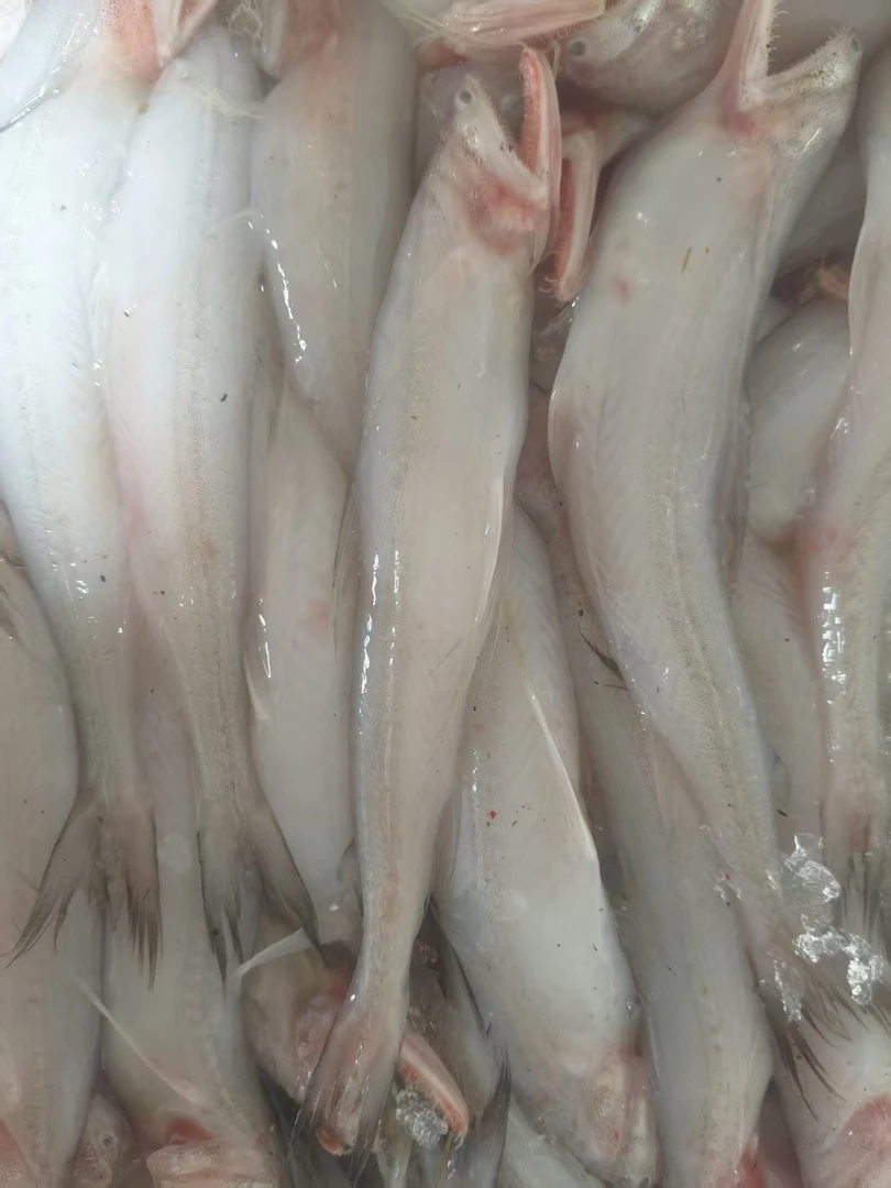 浙江海捕新鲜豆腐鱼龙头鱼肉质软嫩透骨鲜