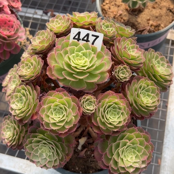 447莲花25厘米左右
