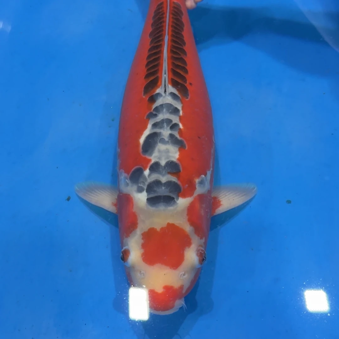 锦鲤佛山兴隆锦鲤