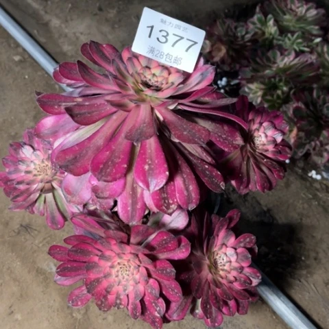 红颜多肉多肉1377