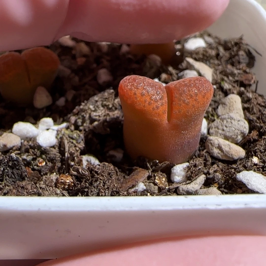 肉锥多肉植物组合-蛋糕3
