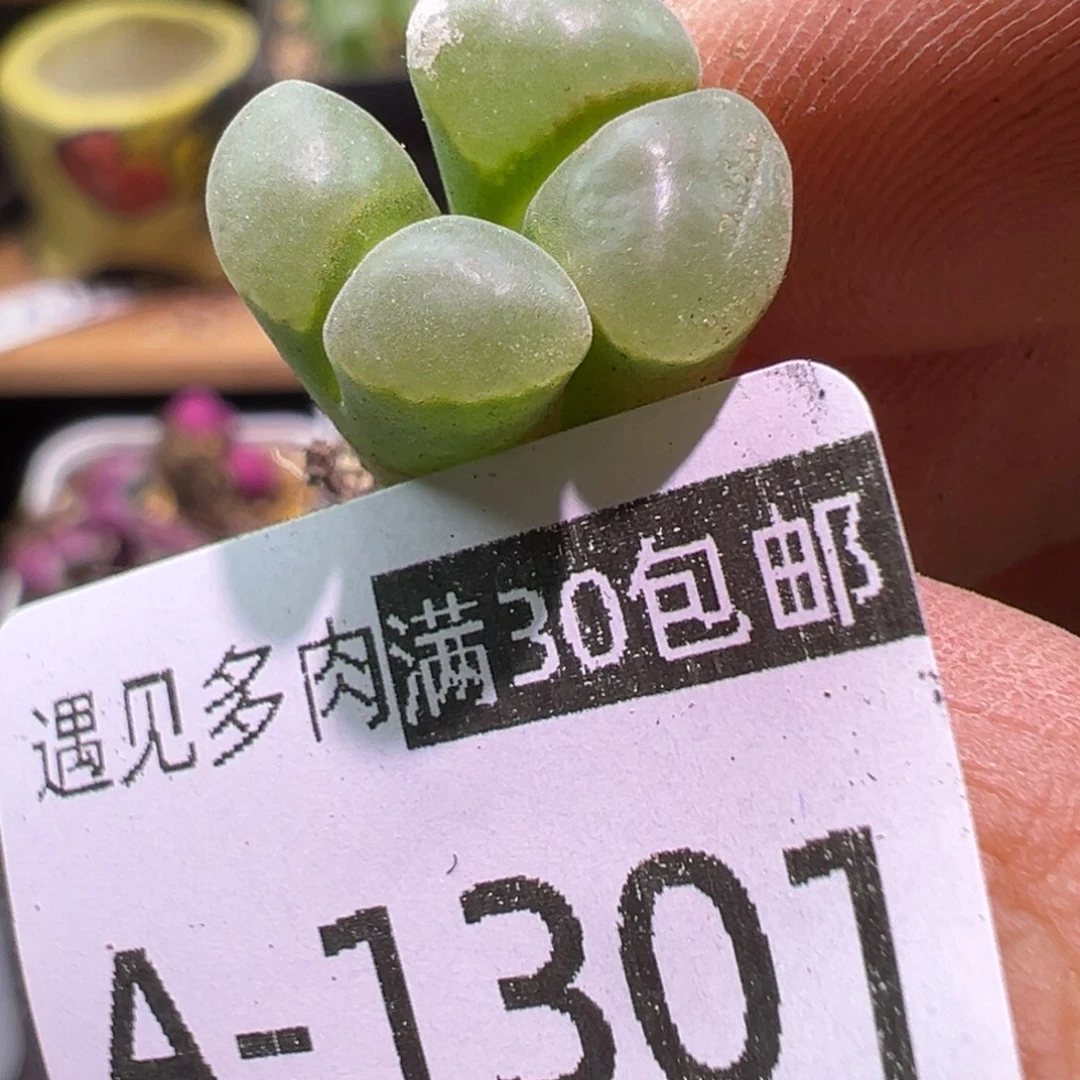 多肉植物1111111111111