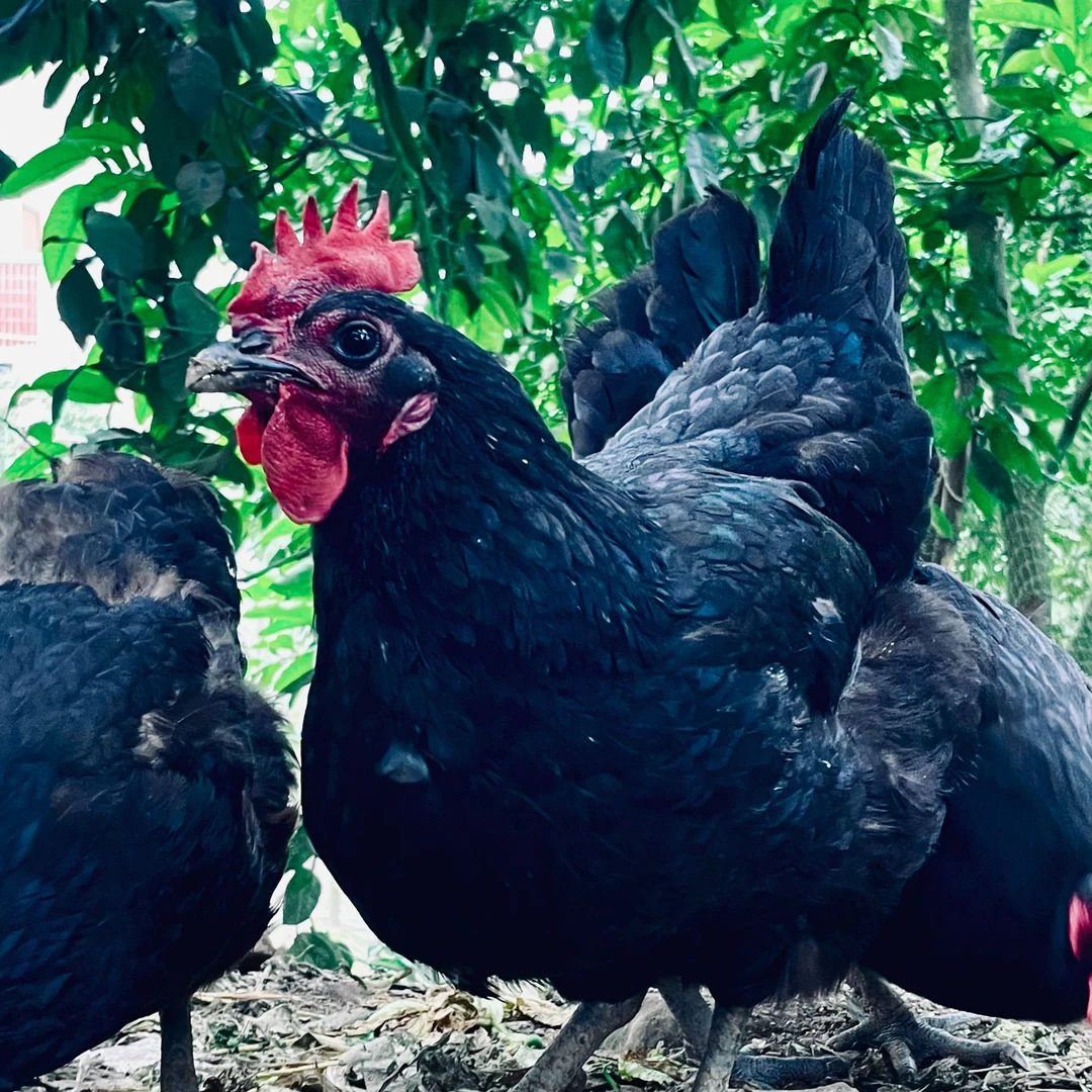 5斤左右【农村散养老母鸡】带内脏一起  顺丰冷链包邮