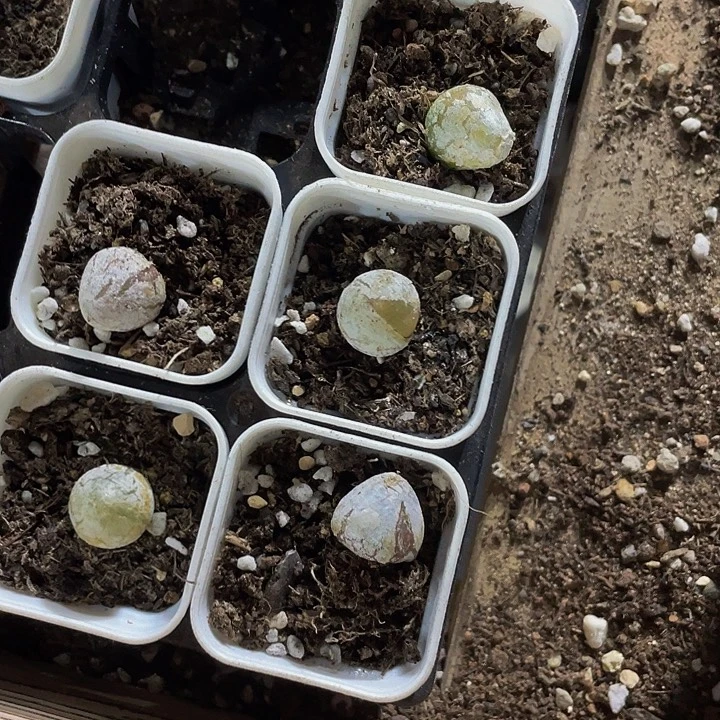 小灯泡4.8带盆土发货