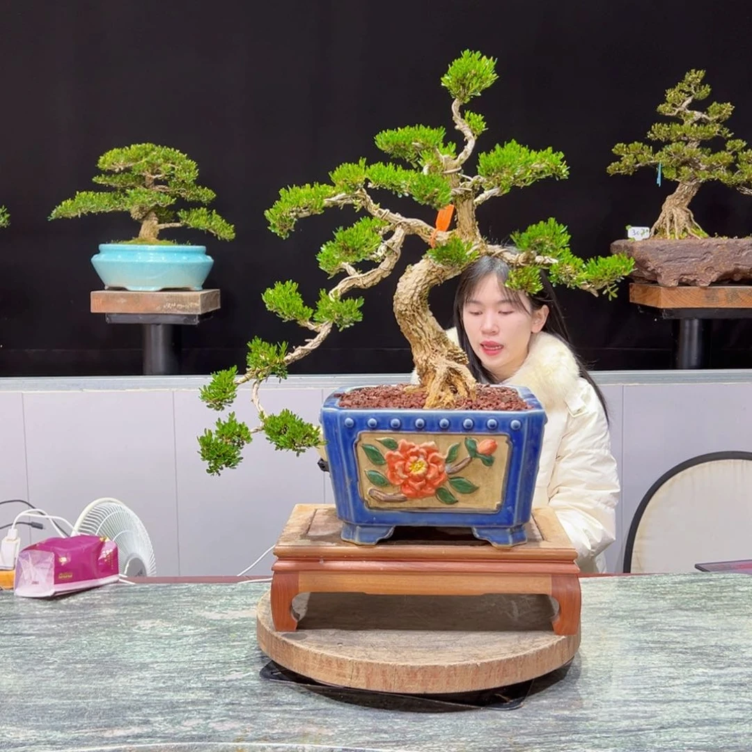 绿植黄杨盆景盆景