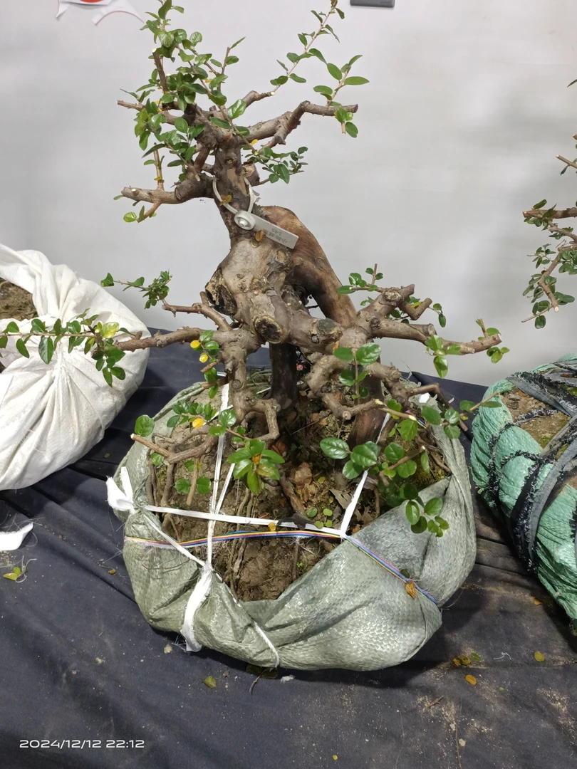 小叶红芽雀梅小提根