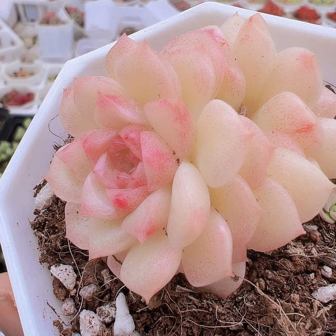 珍珠麦杆带盆带土19包邮