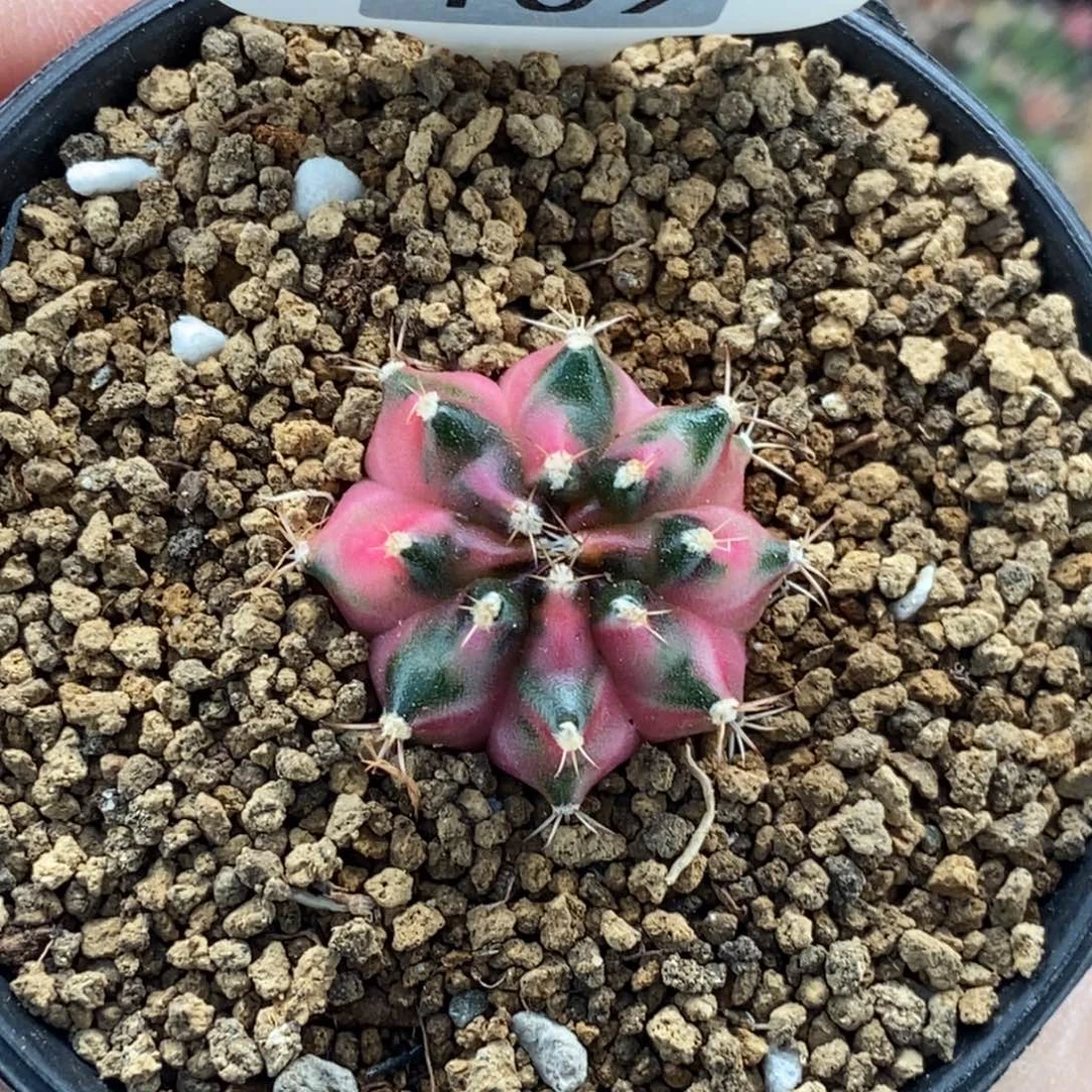 枫叶00000000000027