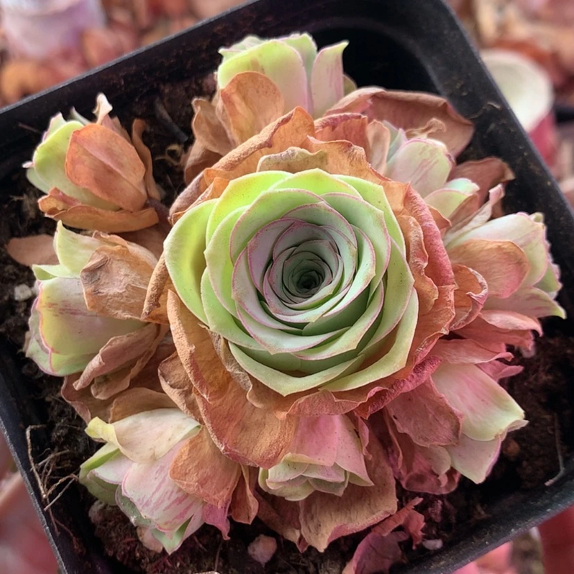 【闪购商品】福利435