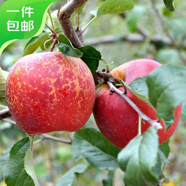 云南昭通丑苹果新鲜现摘脆甜多汁冰糖心好吃营养丰富