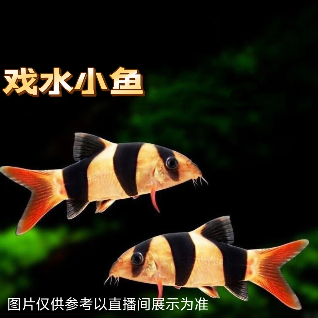 三间鼠鱼  皮实好养  活体发货