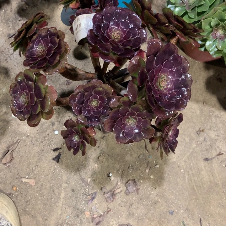 418黑萝莉多肉植物