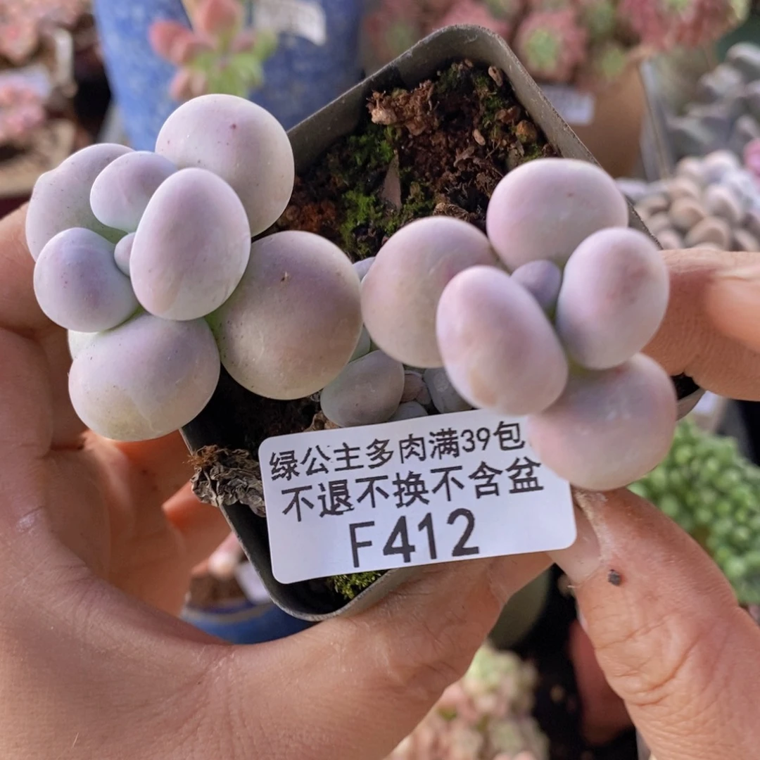 芭比奶洛7cm412多肉