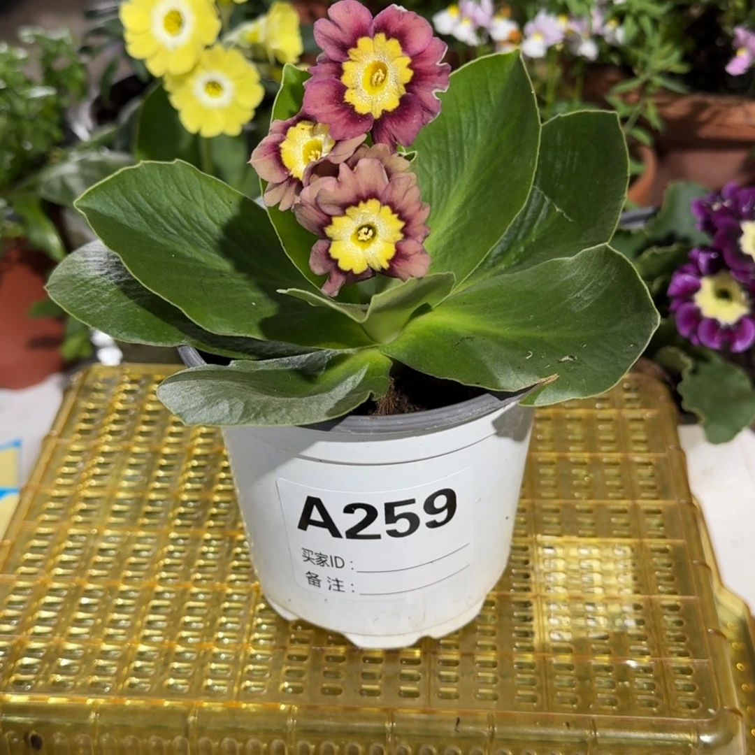 一物一拍耳叶报春A259