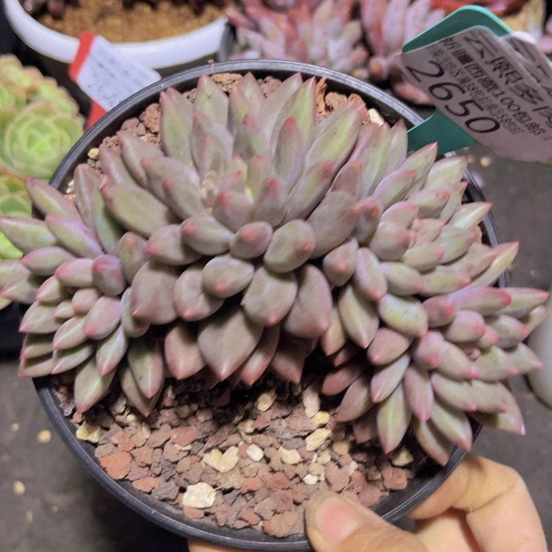 2650红蜻蜓多肉植物