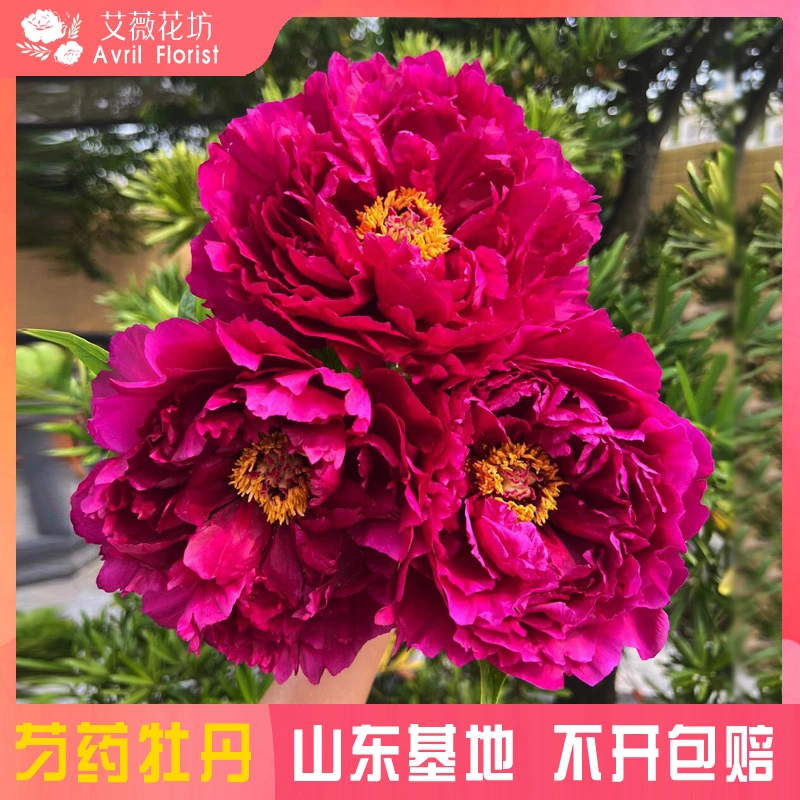 『现货-墨润绝伦』牡丹鲜花  芍药鲜切花 山东基地直发