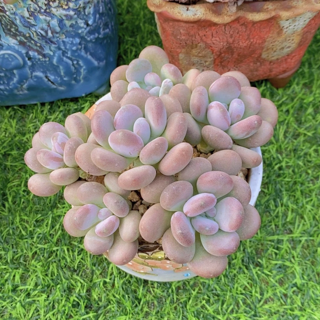 就***星月美人 一物一拍