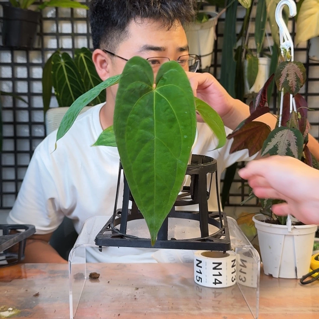 简***6无花朵一物一拍M07