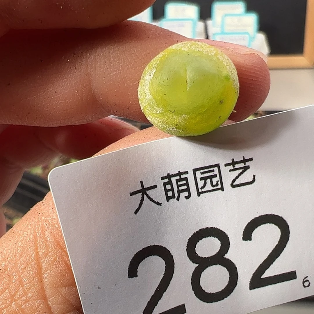 000282 一物一拍……