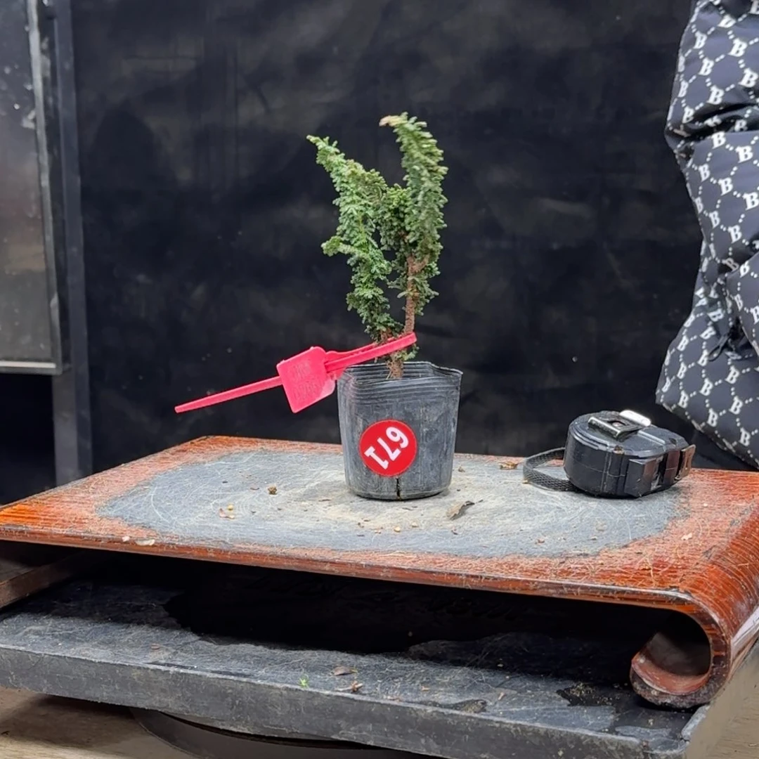 盆景不包邮顺丰到付直**州671