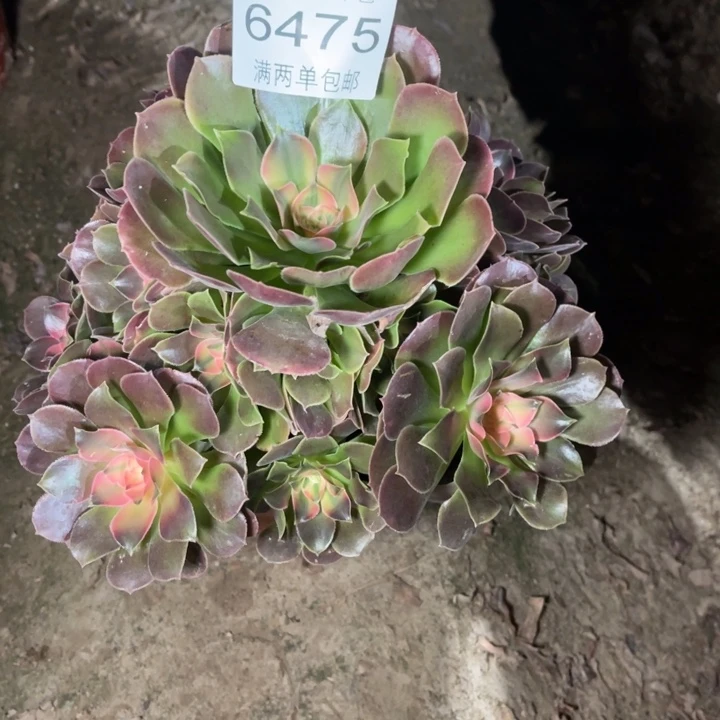 6475香妃的的的的