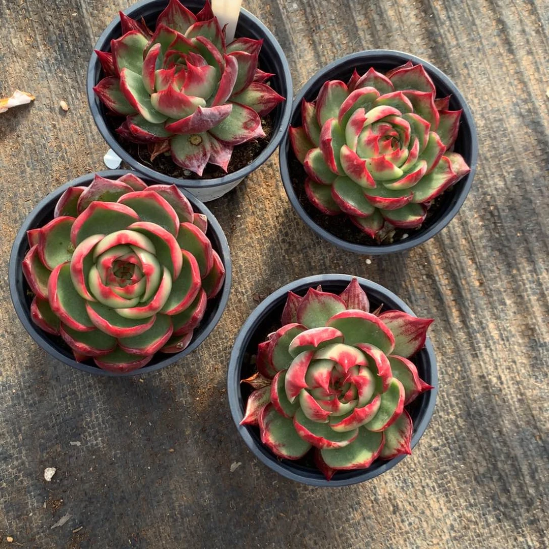 2705号多肉植物惊鸿4颗，有伤不售后