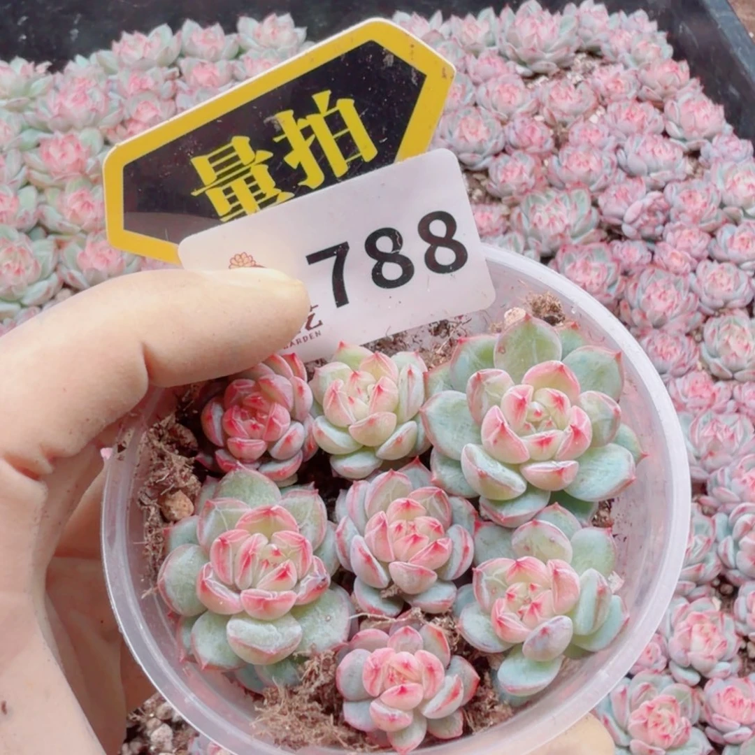 多肉植物多肉植物