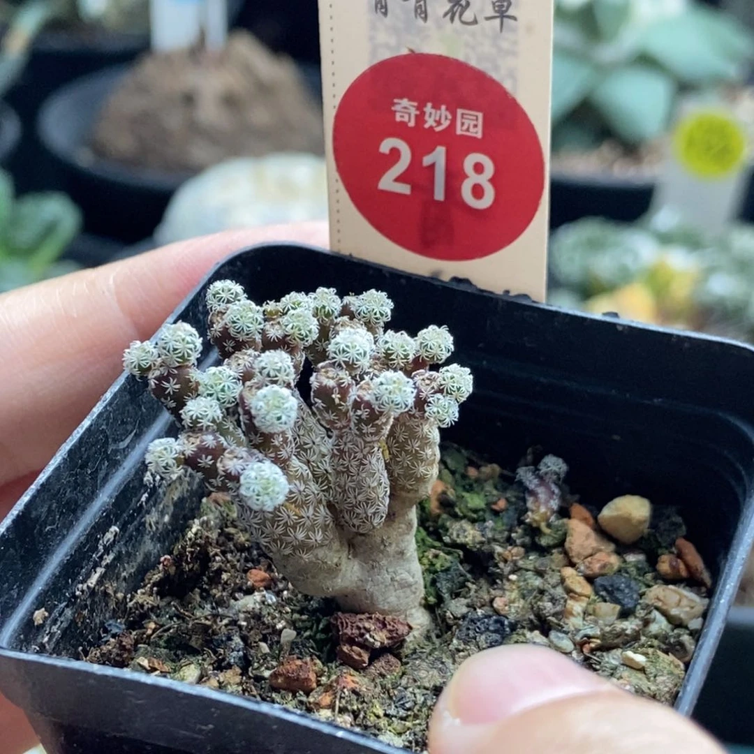 实生迷你牧师群一颗