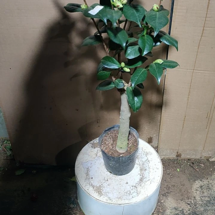 407狂想曲，原盆原土发货，不包邮