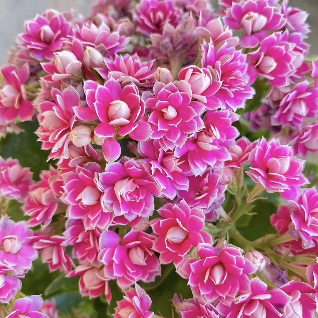 〖紫风玲〗110盆长寿花