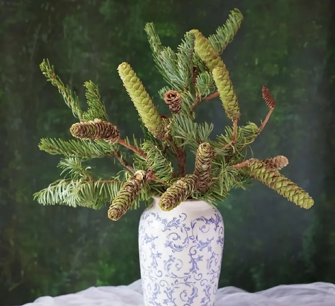 松塔鲜切枝 云南直发室内松果插花干花水培绿植鲜切花
