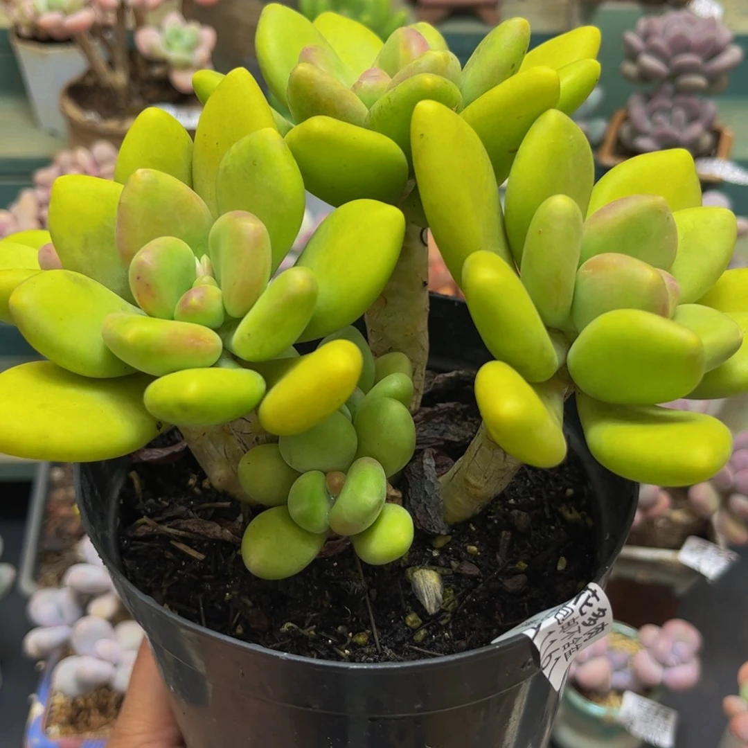 1161芒果奶15cm多肉