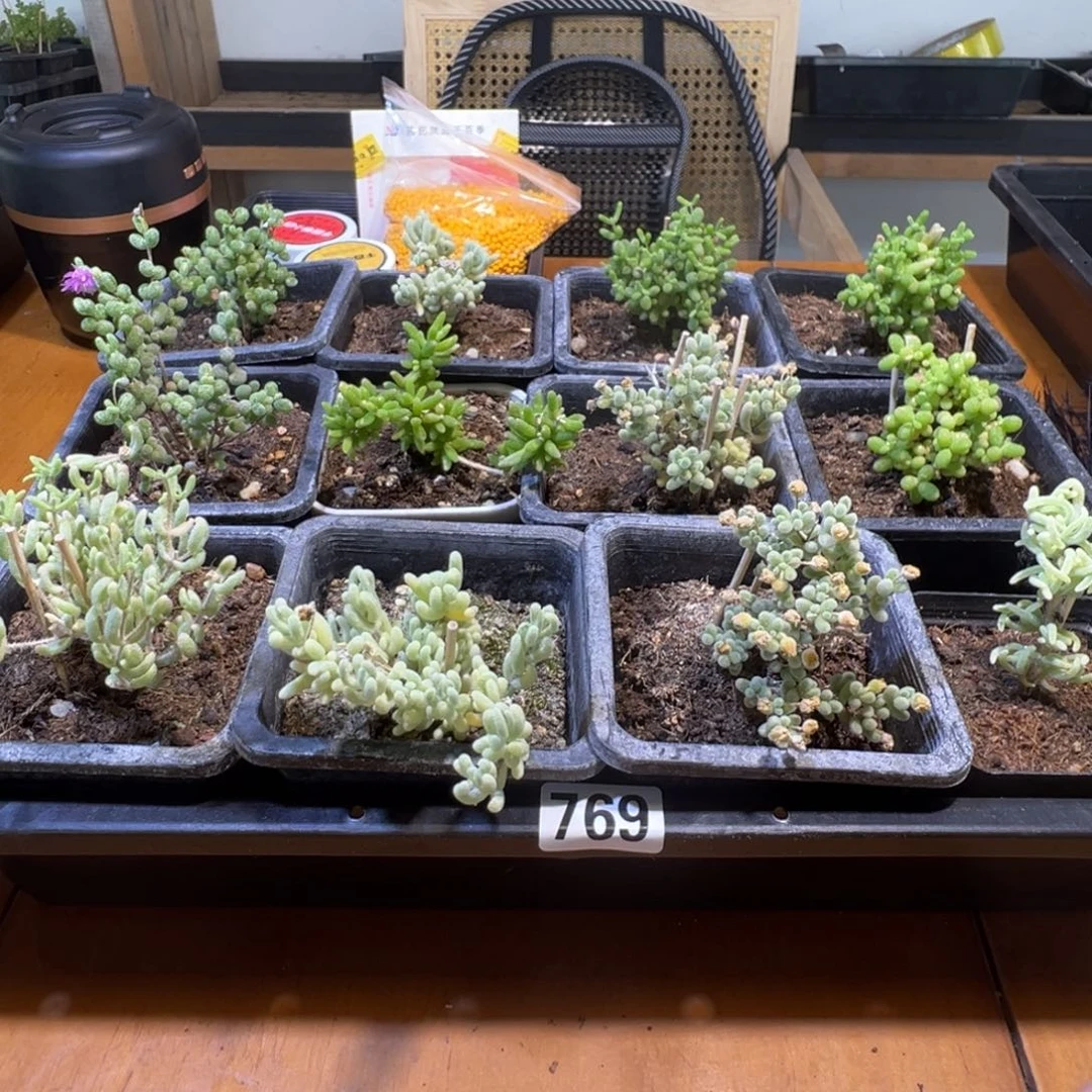 枝干番杏多肉植物769