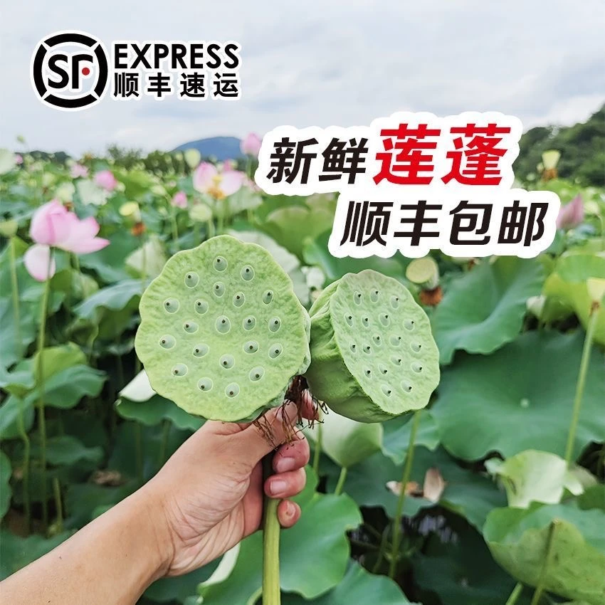 顺丰包邮今年新鲜莲蓬现摘鲜嫩莲蓬脆甜湘莲生吃水果莲蓬微甜莲子